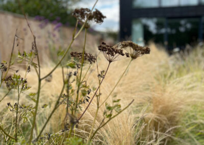 wildflowers-02