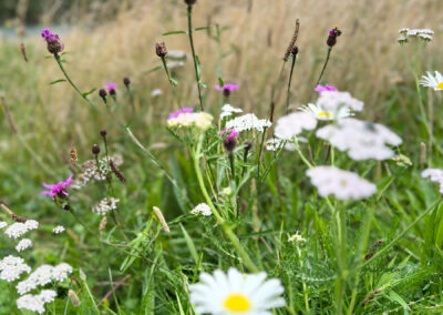 wildflowers